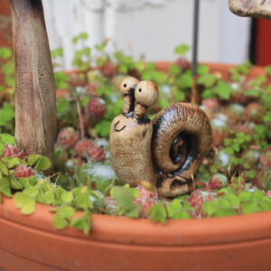 Snail Buddy