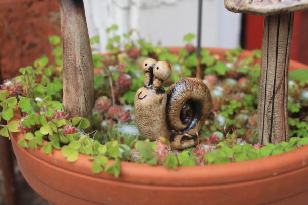 Snail Buddy