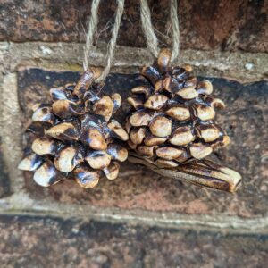 Hanging Pinecones